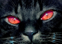 Korkunç Kedi Türleri ve Özellikleri