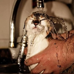 Kedi Yıkama Kedi Bakımı