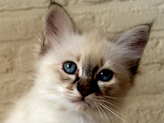 Birman Kedisi