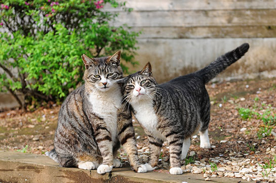 Erkek Kedi simleri