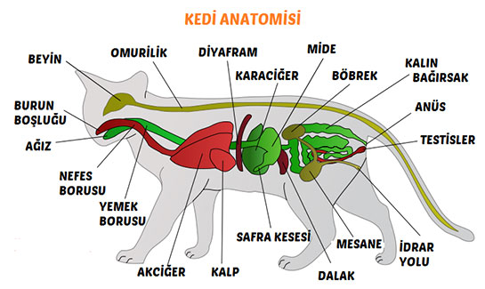 Kedi Anatomisi