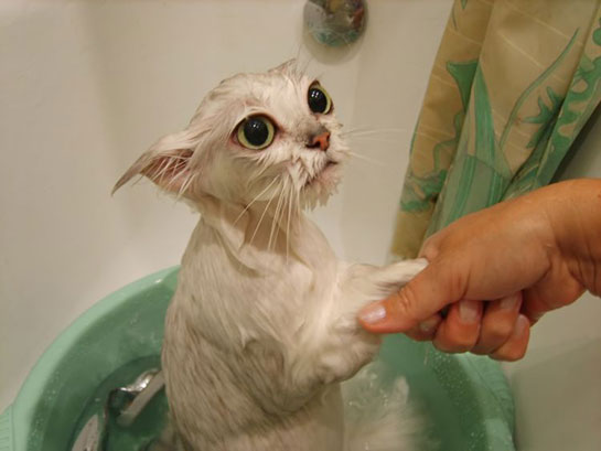 Kedi Banyosu