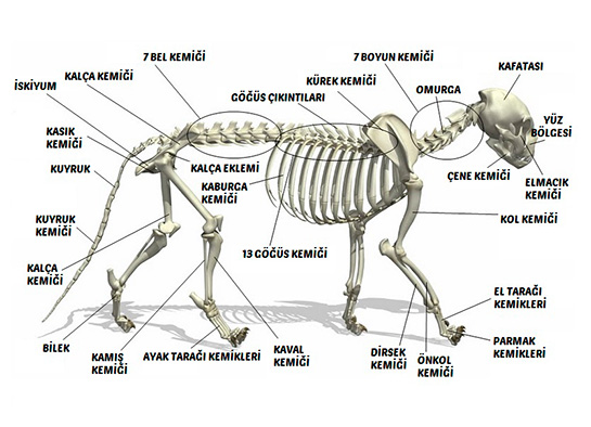 Kedi skeleti