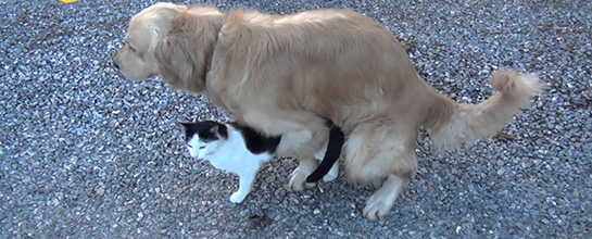 Kedi Köpek Çiftleşmesi