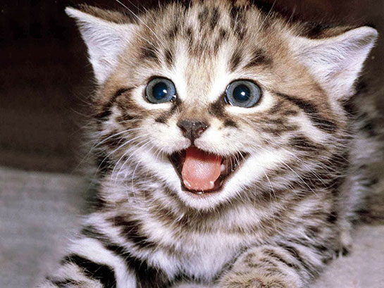 Kedi Parazit